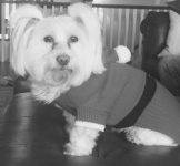 Bianca - Purebred Maltese Dog For Adoption Milton Georgia