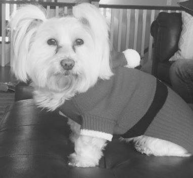 Rehomed!! Purebred maltese dog  milton georgia –  bianca