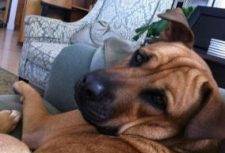 Big Dog Rehomed in San Francisco