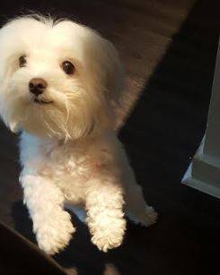 Bijou - maltese dog for adoption in austin texas 2