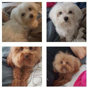 Rehomed Bijou And Benji Maltese And Maltipoo Austin Texas