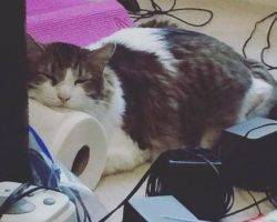 Bilbo - maine coon mix cat for adoption austin tx