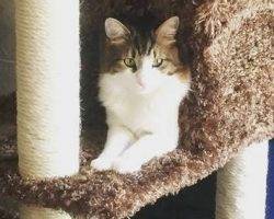 Bilbo - maine coon mix cat for adoption austin tx