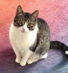 Cat for adoption