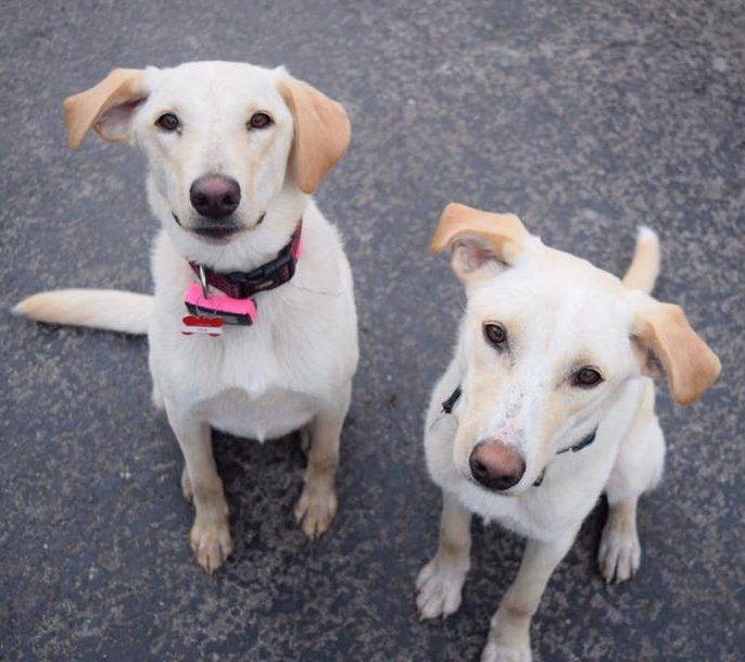 Bill and Ted – Excellent 1 Year Old Lab/Collie Mix Boys Seek Loving Home With Securely Fenced Yard – St. Louis, MO
