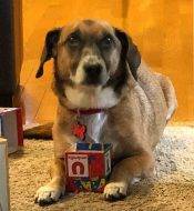 Billy Siberian Husky American Bulldog Mix Adoption Brooklyn 7