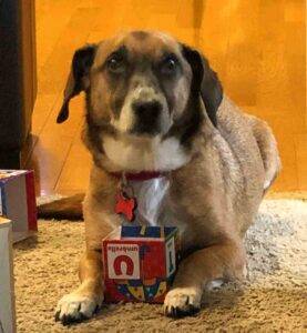 Billy siberian husky american bulldog mix adoption brooklyn 7