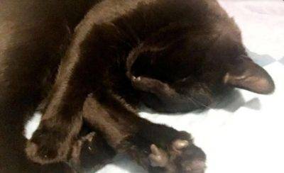 Binx - black cat for adoption in calgary ab 4