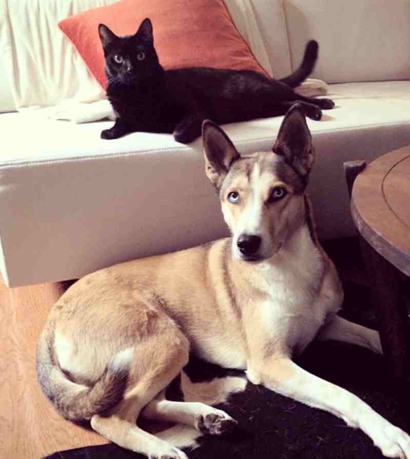 Nashville tn - gorgeous black cat for private adoption - meet binx