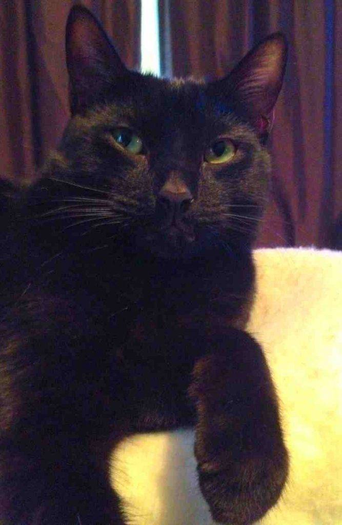 Nashville tn - gorgeous black cat for private adoption - meet binx