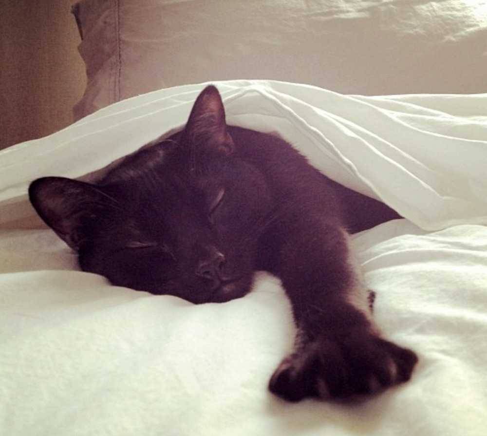 All about binx - dsh black cat for adoption in nashville tn