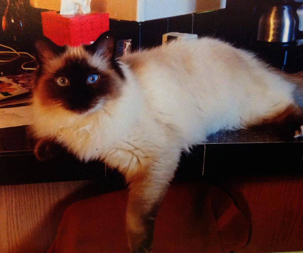 Birman cats rehomed near austin tx 1