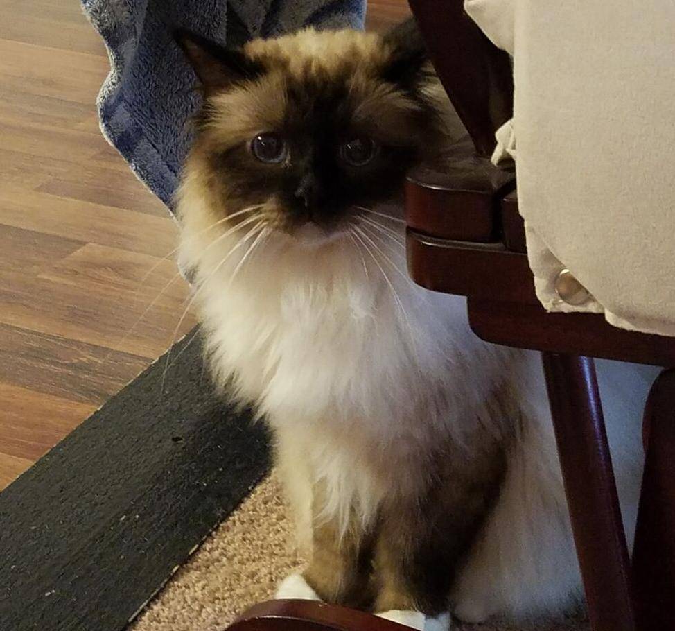 Birman cats rehomed near austin tx 1