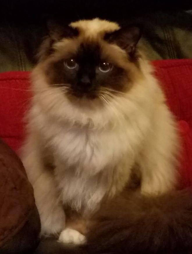 Birman Cats For Adoption Near Austin TX 1