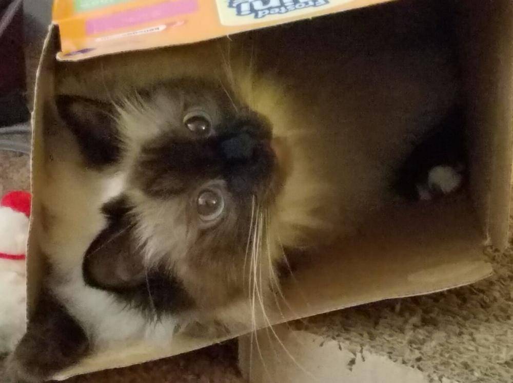 Birman cats rehomed near austin tx 1