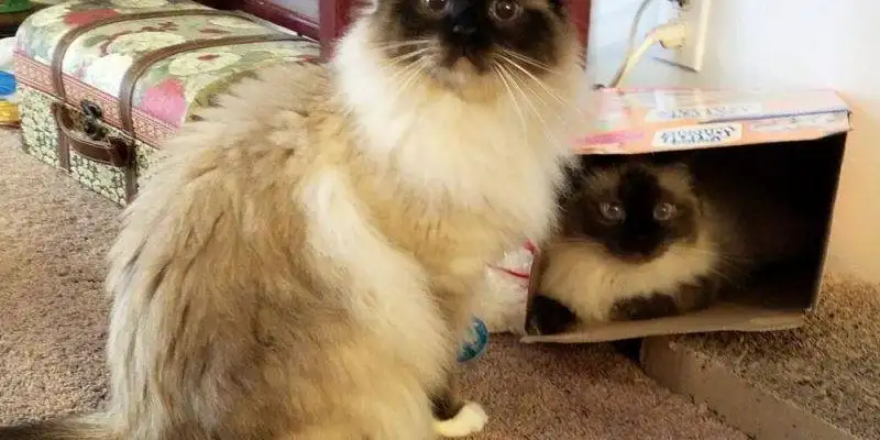 Birman Cats For Adoption Near Austin TX 1