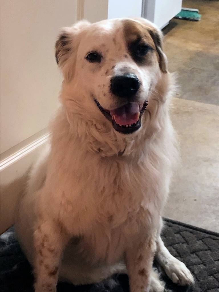 Biscuit - great pyrenees english setter mix dog for adoption ocala florida 1