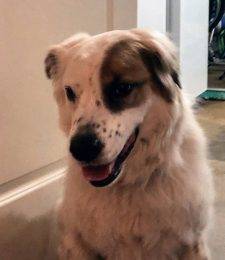 Biscuit - Great Pyrenees English Setter Mix Dog For Adoption Ocala Florida 2