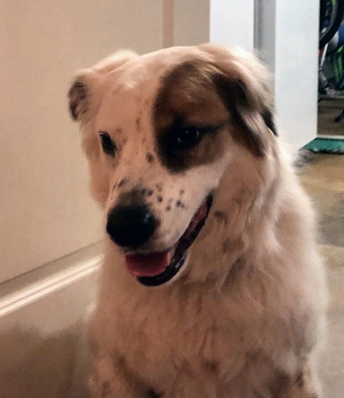 Great pyrenees english setter mix dog for adoption in ocala, florida