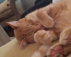 Biscuit - orange tabby cat for adoption nashville tn 3