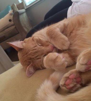 Biscuit - Orange Tabby Cat For Adoption Nashville TN 3