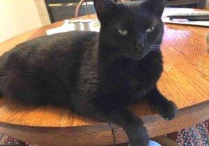Black cat for adoption in tampa florida