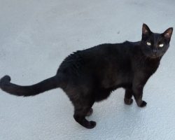 Black cat for adoption