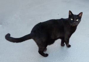 Black cat for adoption