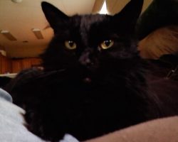 Black cat for adoption laguna hills ca 2