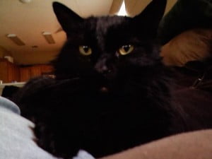 Black cat for adoption laguna hills ca 2