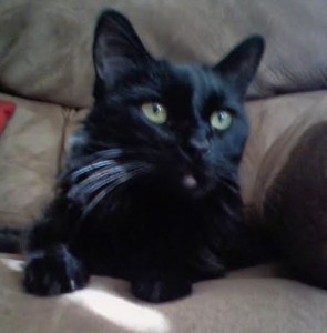 Black cat for adoption laguna hills ca 2