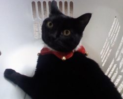 Black cat for adoption laguna hills ca 2
