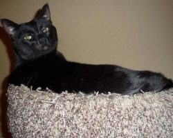 Black cat for adoption laguna hills ca 2
