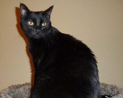Black cat for adoption laguna hills ca 2