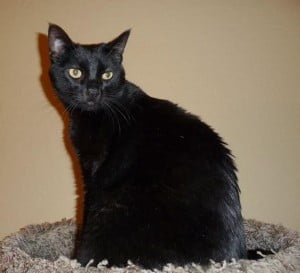 Black cat for adoption laguna hills ca 2