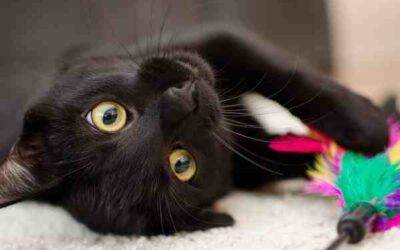 Bombay Cat For Adoption by Owner Memphis Cordova TN – Supplies Included – Adopt Ahma