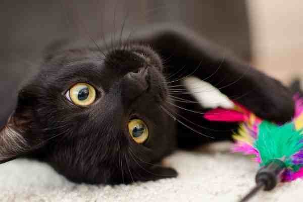 adoptable black cat playing with colorful feather toy