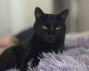 Black Cat For Adoption In Calgary AB