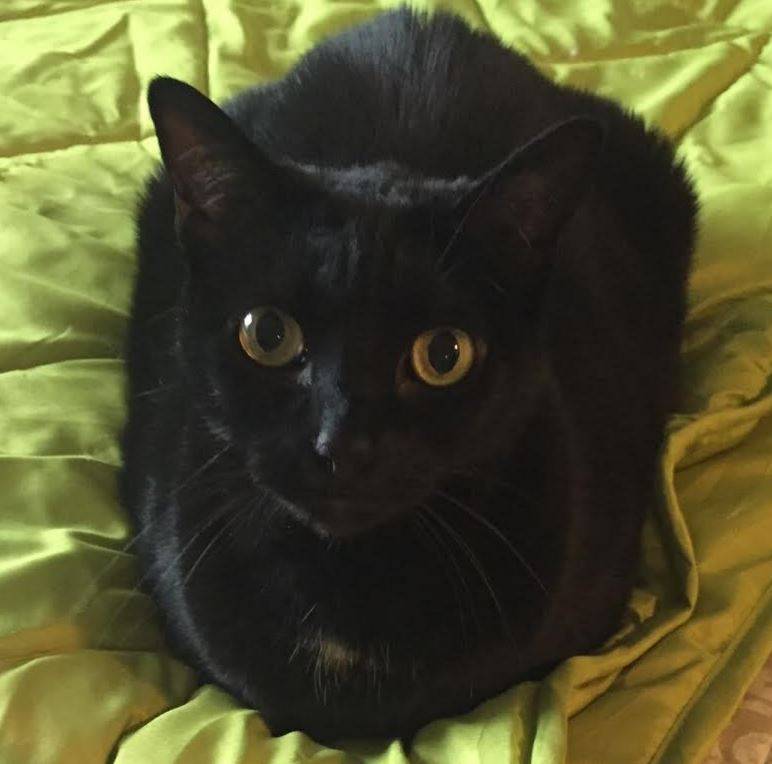 Black cat for adoption in langley bc 2