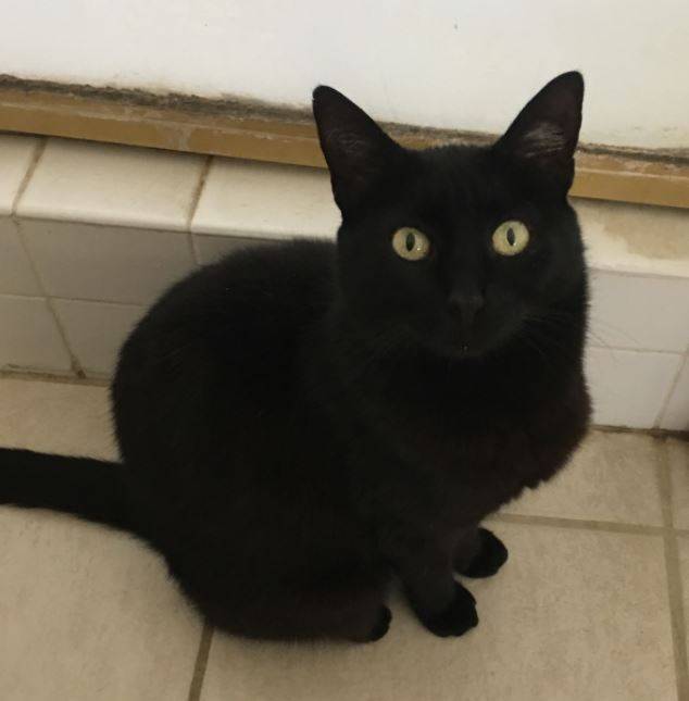 Black Cat For Adoption in Loma Linda CA