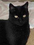 Black Cat For Adoption In Morgan Hill 1