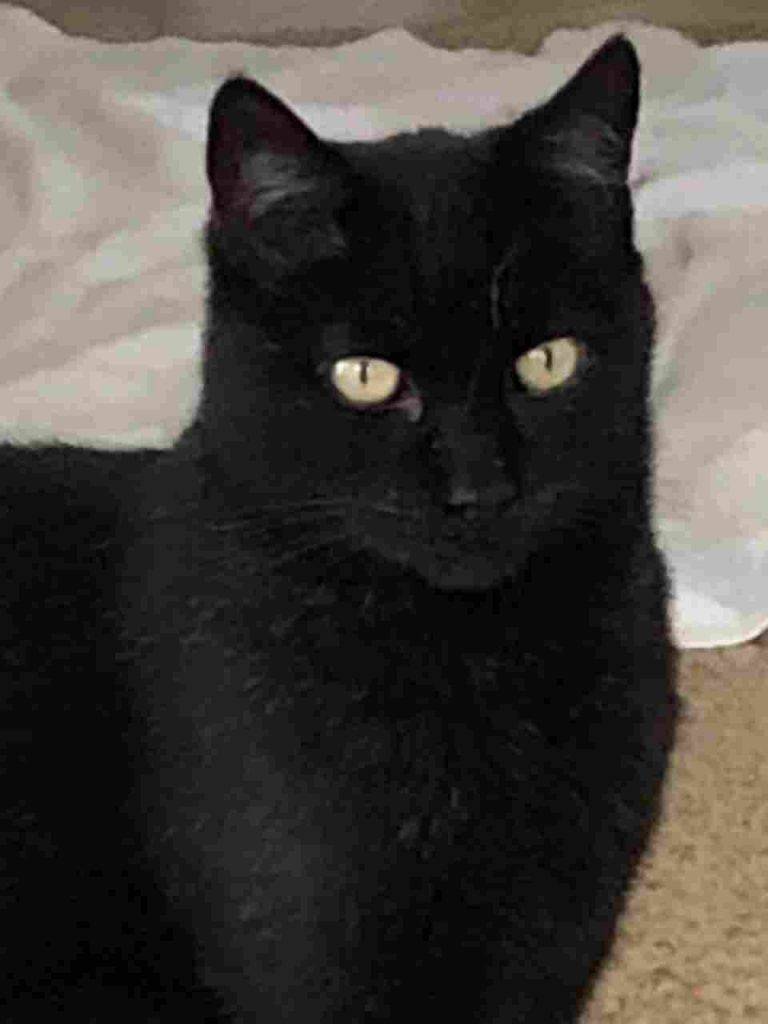 Sweet Black Cat For Adoption Morgan Hill CA - Meet Nico