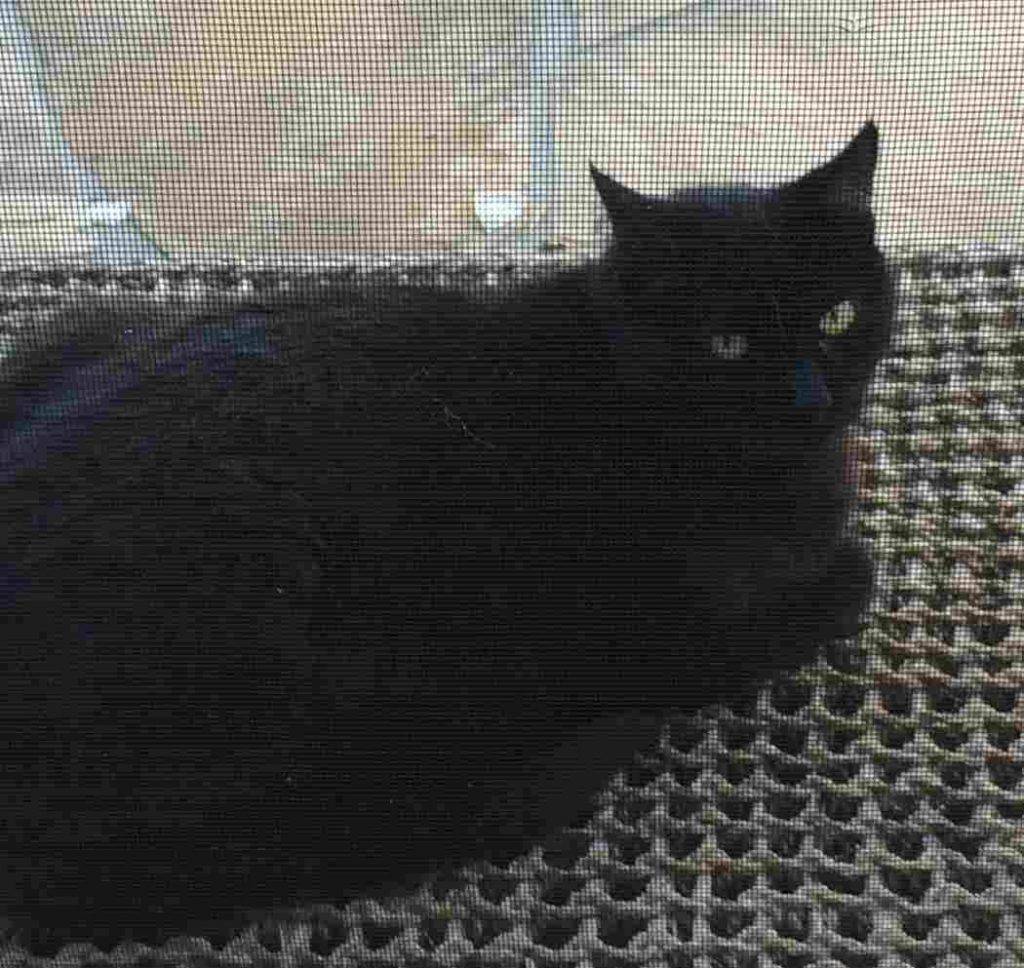 Black cat for adoption in morgan hill 1