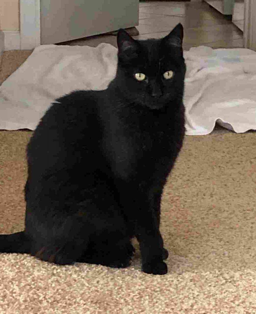 Black cat for adoption in morgan hill 1