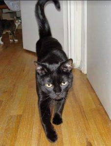 Black cat for adoption in san antonio 2