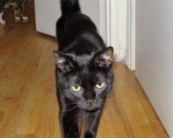 Black cat for adoption in san antonio 2