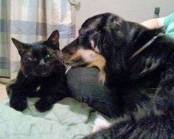 Black cat for adoption in san antonio 2