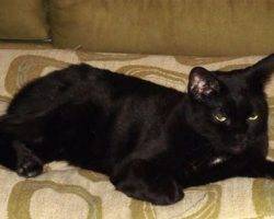 Black cat for adoption in san antonio 2