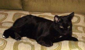 Black cat for adoption in san antonio 2