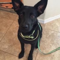 Black Dog For Adoption 9